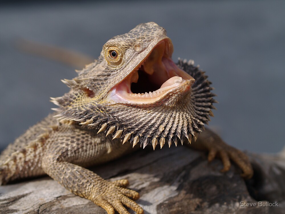 Tips for Calming Down and Destressing Bearded Dragons