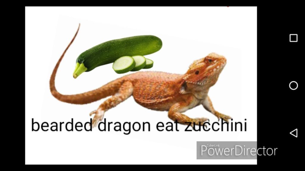 Bearded Dragons Eat Zucchini