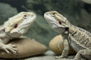 two-bearded-dragons