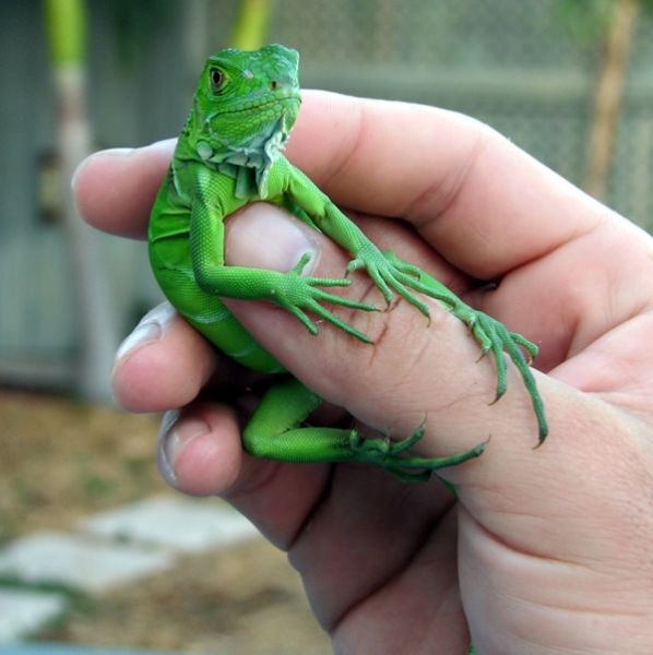 Baby Green iguana caring