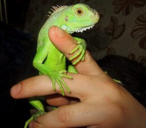 How-To-Bond-With-Your-Iguana-and-Tame-It-Rules-and-Tips