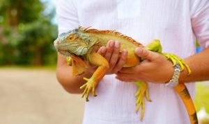 Iguana-Taming-and-Handling