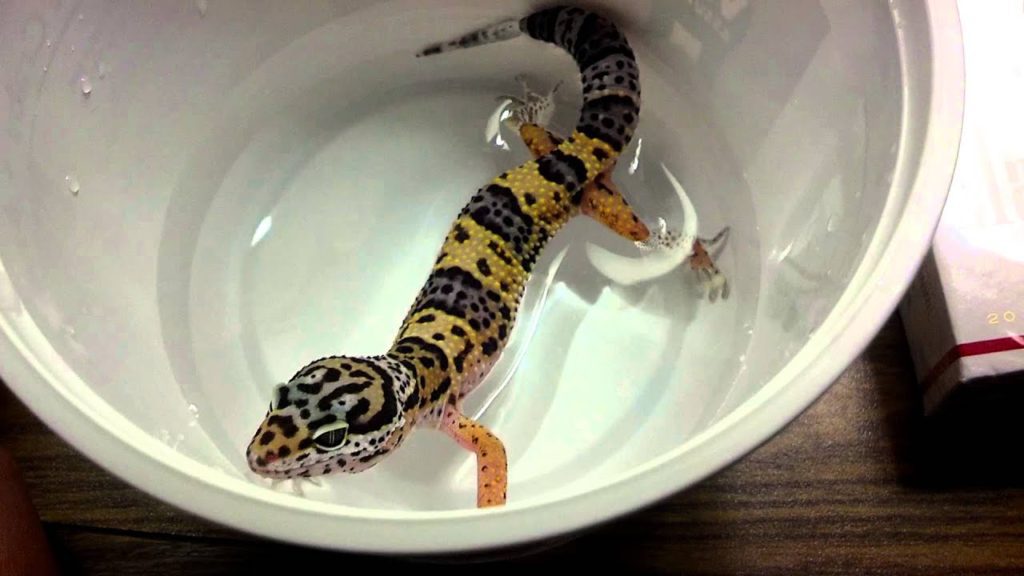 bathe a leopard gecko