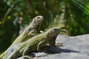 two-green-iguanas