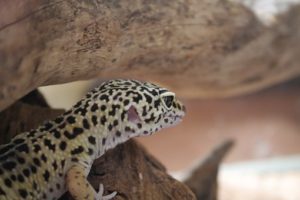Leopard Gecko Brumation Guide