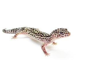 Leopard Gecko Standing Up