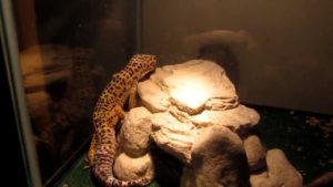 Leopard Gecko heating lamp