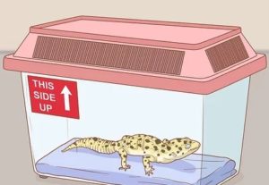 Transport a Leopard Gecko to the vet in safe container