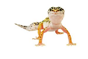 Why Leopard Gecko Standing Up