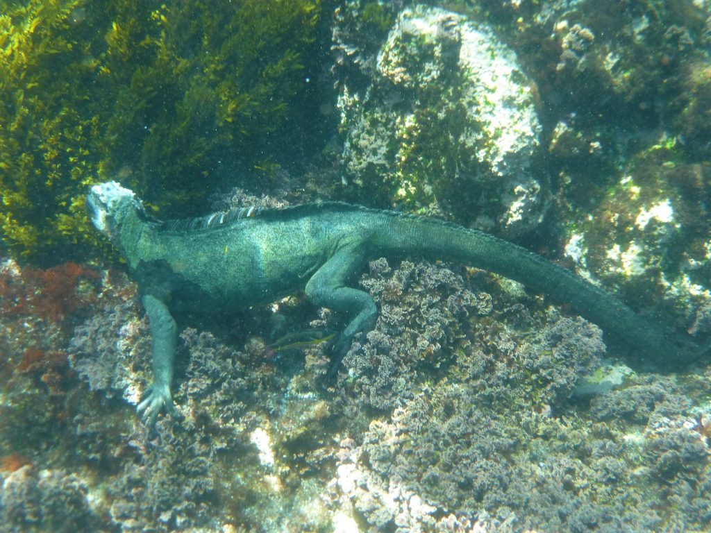 marine-iguana