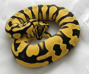 Ball Python Humidity- A Complete Care Guide