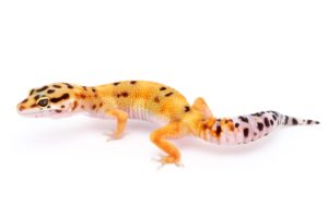 Can -Leopard- Geckos- Travel In A Plane
