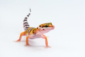 Can Leopard Geckos Travel In A Plane
