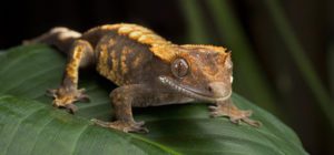 Crested Gecko-Humidity Too High-Guide