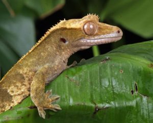 Crested Gecko Humidity Too High- Guide
