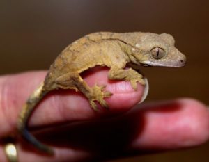 Does Your Crested Gecko Like You