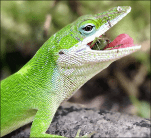 How Long Can Anoles Go Without Eating