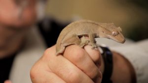 Ways To Tell If Crested Gecko Likes You