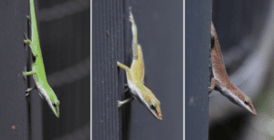 Why Do Anoles Change Color