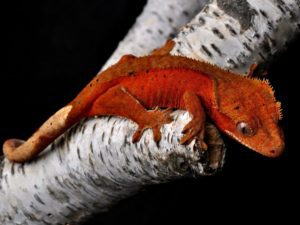 crested gecko 1