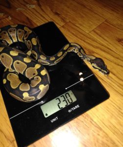 Ball Python Weigh