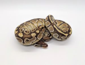 Butterball Python