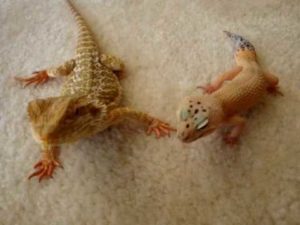 Can Bearded Dragons Live With Leopard Geckos