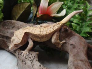 Crested-Geckos Eat-Bananas