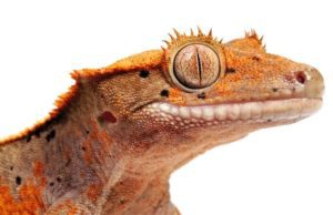 Crested Geckos Eat Oranges