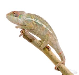 Juvenile Chameleon