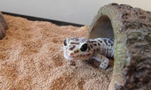 Leopard Gecko So Small