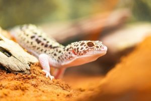 Leopard-Gecko Squeaking