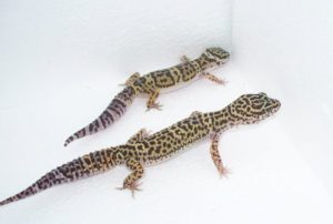 My Leopard Gecko So Small