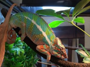 What-Chameleons Need In Their Cage