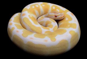 Why-Ball-Python-is-Striking
