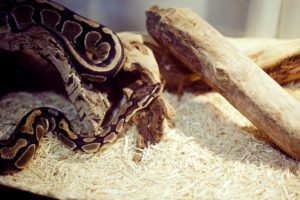 ball python is about to strike