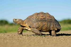 Are Tortoises good-pet