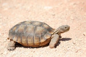 Are Tortoises good pet