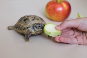 Can Box Turtles Eat-Apples