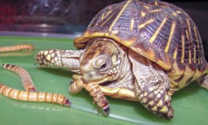 How To Feed Box Turtles And How-Often