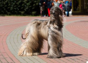 How To Groom The Coat Of Your Afghan-Hound