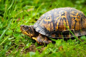 How To Take Care Of A Box-Turtle