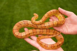 How To Tame A Corn-Snake