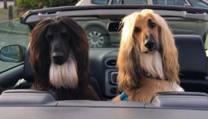 How To Transport Afghan-Hound In Car