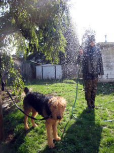 How To Wash Airedale Terrier