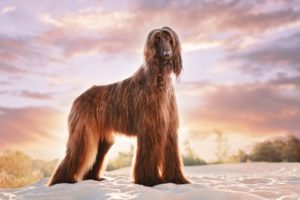How to help an Afghan hound lose-weight