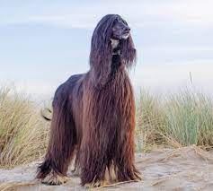 How to help an Afghan-hound lose-weight