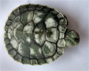 Turtle Shell Rot Symptoms, Causes and Treatments