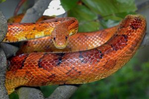 A Guide To Caring For Pet Corn-Snakes
