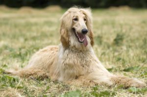 Afghan Hound Drools A Lot-what to do